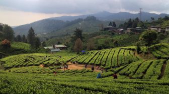 Banjir di Puncak Cisarua Akibat Alih Fungsi Lahan, Ini Kata PTPN