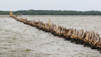 Geger Tubuh Tak Bernyawa Tersangkut di Pagar Laut Bekasi, Begini Pengakuan Nelayan