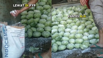 Viral Para Petani Taburkan Semen ke Kol saat Pengiriman, Jadi Ancaman bagi Kesehatan dan Ekspor Pertanian Indonesia