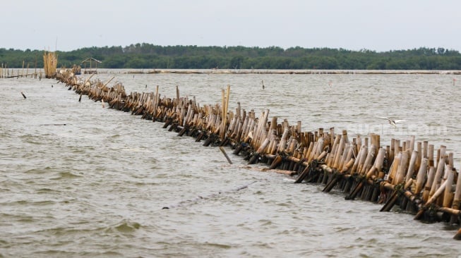 Geger Tubuh Tak Bernyawa Tersangkut di Pagar Laut Bekasi, Begini Pengakuan Nelayan