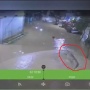 Buaya Terekam CCTV di Tengah Banjir, Warga Kutim Diminta Waspada